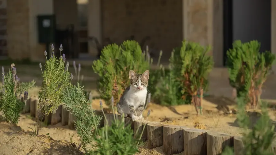 Résidence_dartistes_landscape_crédit_Med_Azzabi_28